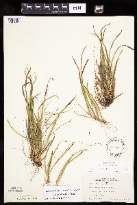 Carex backii image