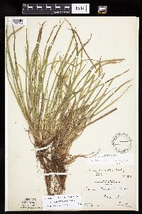 Carex backii image