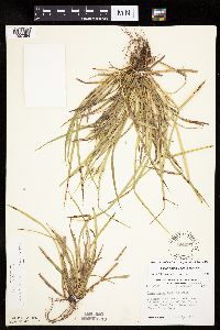 Carex backii image