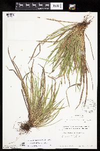 Carex backii image