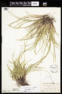 Carex backii image