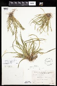 Carex backii image