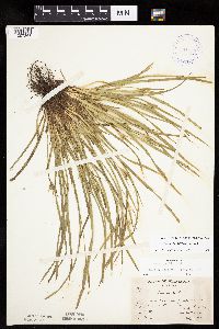 Carex backii image