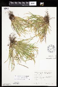 Carex backii image