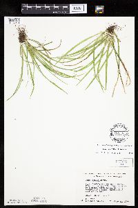 Carex backii image