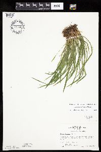 Carex backii image