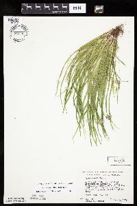 Carex backii image
