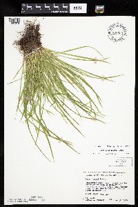 Carex backii image