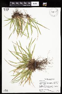 Carex backii image