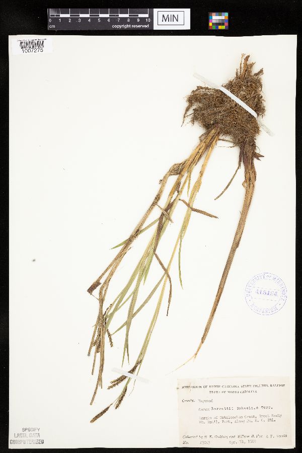 Carex barrattii image