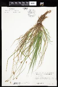 Carex bebbii image