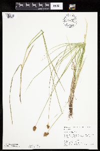 Carex bebbii image