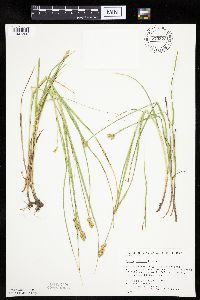 Thumbnail image of current specimen