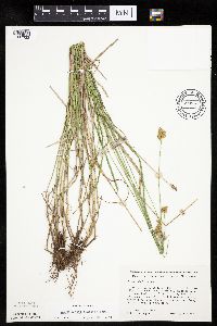Carex bebbii image