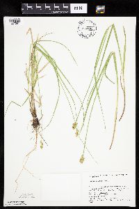 Carex bebbii image