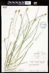 Carex bebbii image