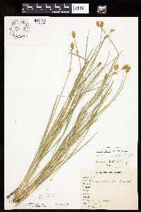 Carex bebbii image