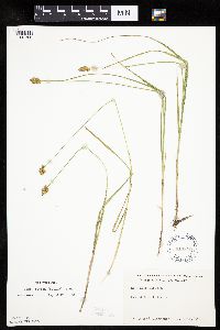 Carex bebbii image