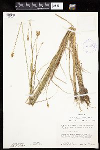 Carex bebbii image