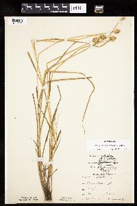 Carex bebbii image