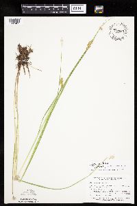 Carex bebbii image