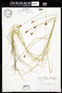 Carex bebbii image