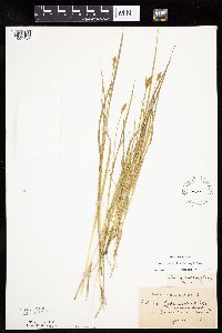 Carex bebbii image