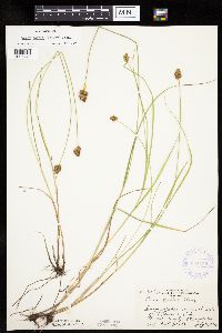 Carex bebbii image