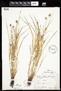 Carex bebbii image