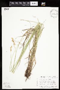 Carex bicknellii image