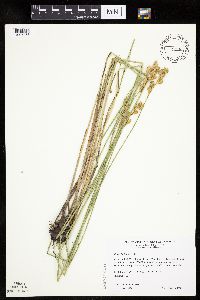 Carex bicknellii image