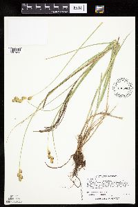Carex bicknellii image