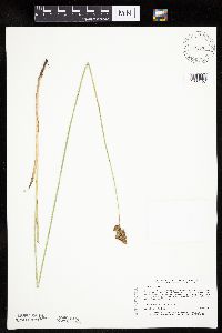 Carex bicknellii image