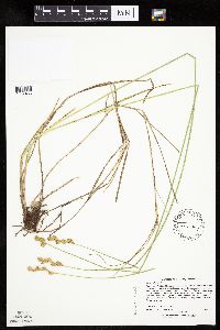 Carex bicknellii image