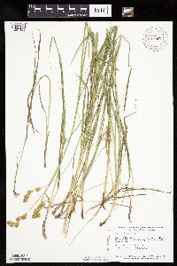 Carex bicknellii image