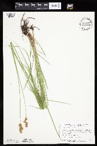 Carex bicknellii image