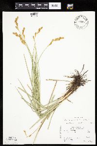 Carex bicknellii image