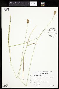 Carex bicknellii image