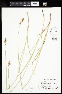 Carex bicknellii image