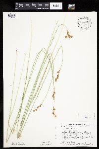 Carex bicknellii image