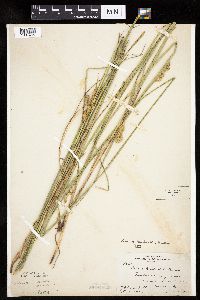 Carex bicknellii image