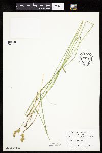Carex bicknellii image