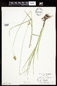 Carex bicknellii image
