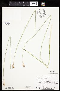 Carex bicknellii image