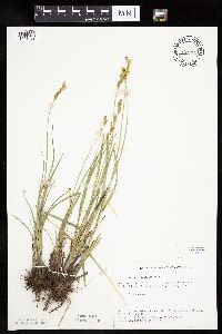 Carex bicknellii image