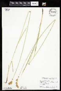 Carex bicknellii image