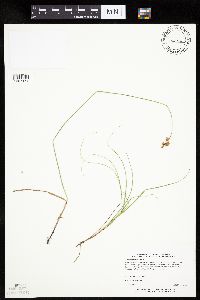 Carex bicknellii image