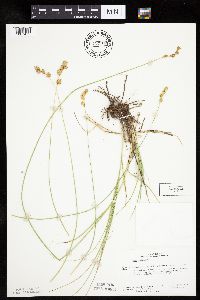 Carex bicknellii image