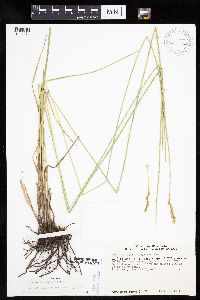 Carex bicknellii image
