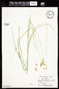 Carex bicknellii image